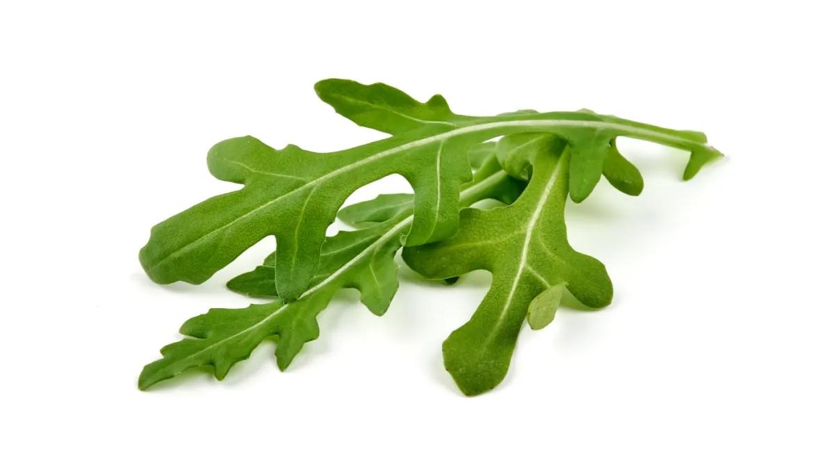 Arugula – the green diamond of your kitchen