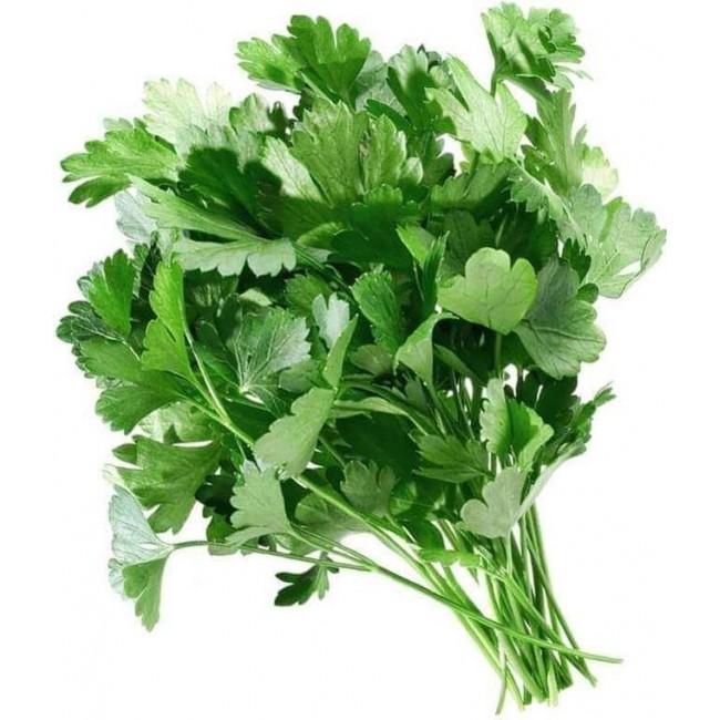 Fragrant, Fresh, Irresistible – Your Perfect Cilantro