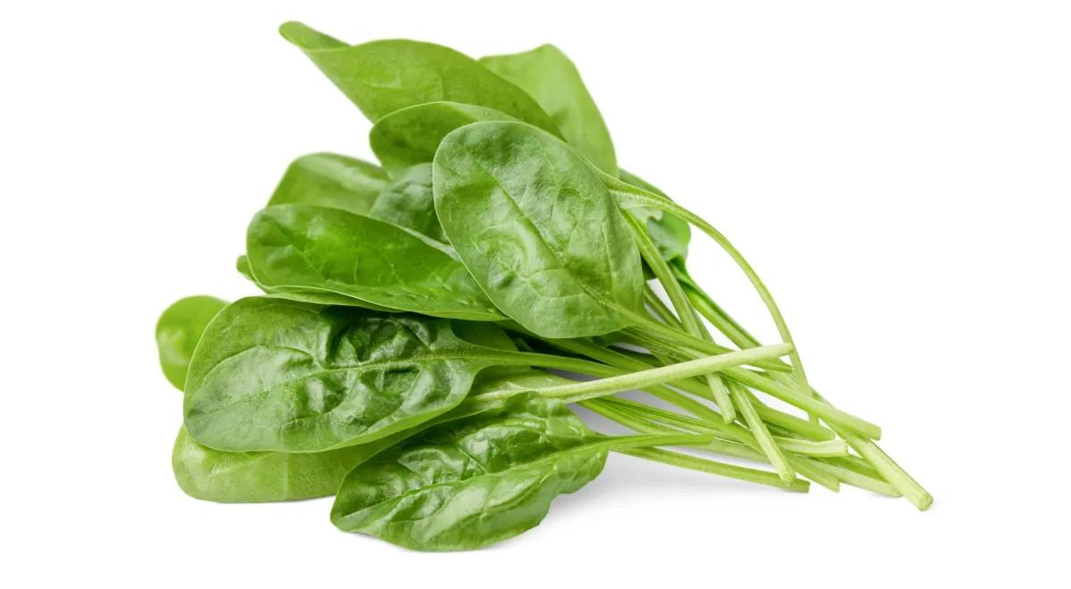 Spinach – emerald freshness and boundless benefits in every leaf